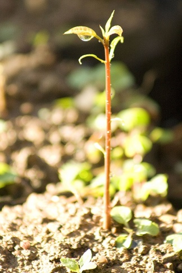 A mente infantil: um campo virgem e fértil